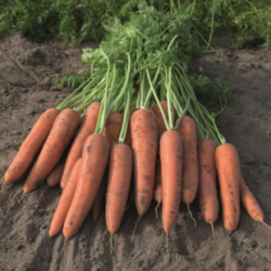 Marchew Brava  F1 100 tyś nasion precyzja  st